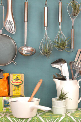 エアプランツのあるインテリアを楽しむ