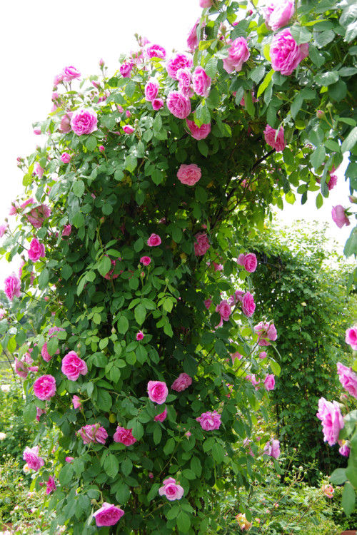 3,000本のバラが迎える デビッド・オースチン・イングリッシュローズガーデン