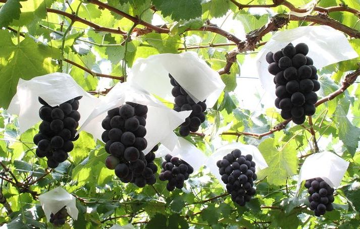 夏をいただく～葡萄づくりにこめた想い