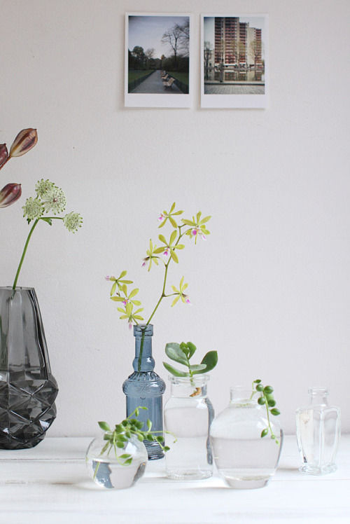 夏のインテリアに！多肉植物の水栽培とキラキラ☆インテリア小物　～　「ナチュラルな暮らしのヒント」から