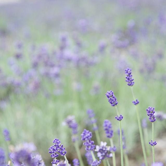 夏だけの花絶景＊5万株のラベンダーで癒しの花旅 ～たんばらラベンダーパーク～