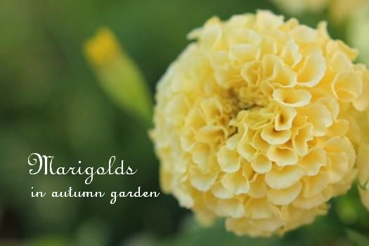 マリーゴールドで秋を感じるアレンジメント