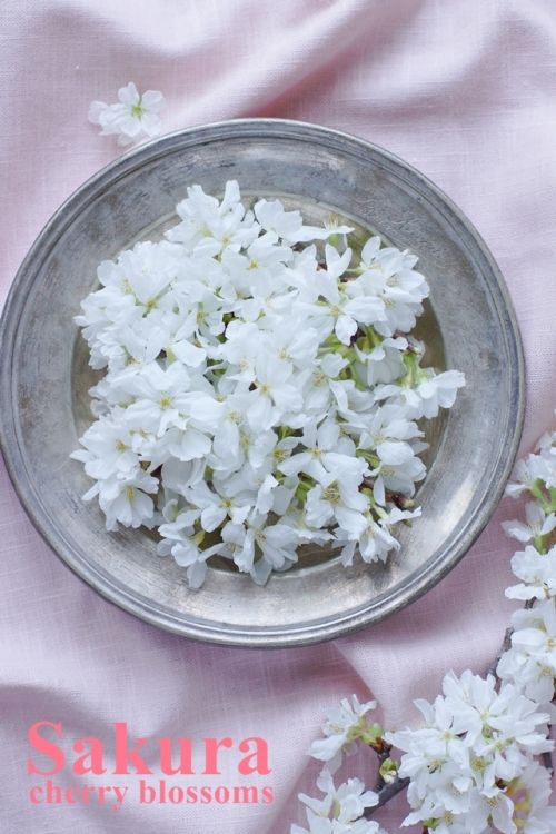 桜を気軽に楽しもう♪　活け方のコツは2つ