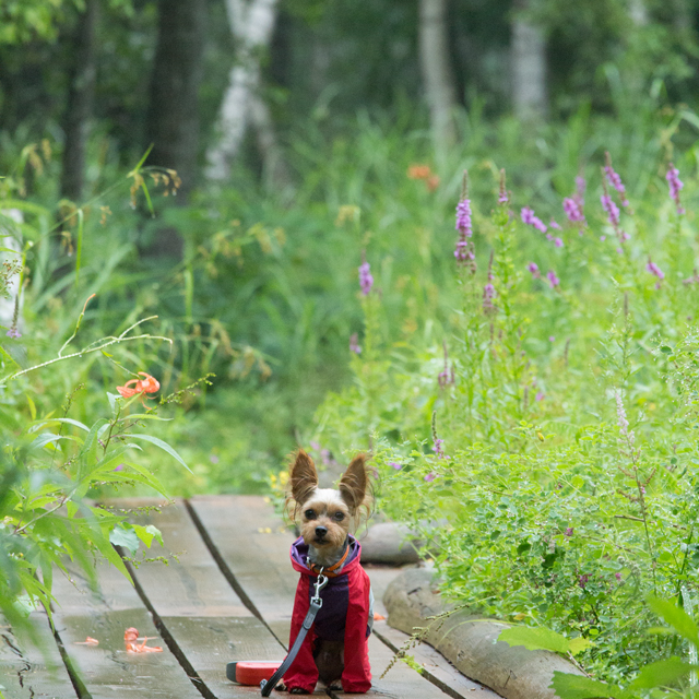 【ワンコと旅行】雨の日の退屈レベル別　即席手作りオモチャ