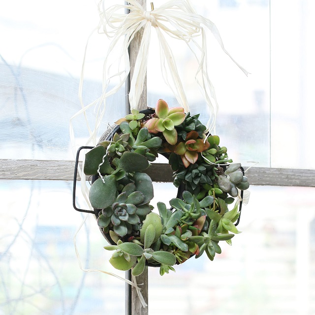 クリスマス♪　100均のザルを使って、多肉植物のミニリースを作ろう♪