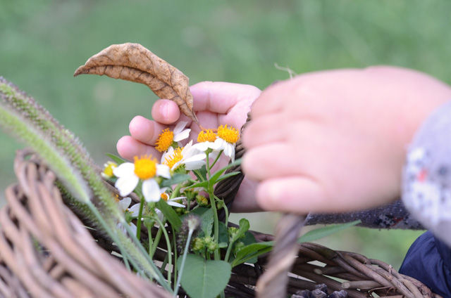 春はもうすぐそこに。野山で植物採集はいかが？