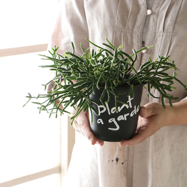 プラスチックの植木鉢でもOK! ゆる文字をプラスして男前インテリアの脇役に