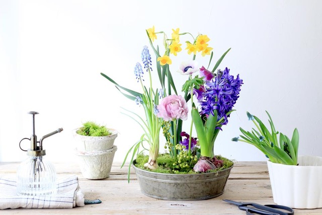 お部屋で手軽に！球根植物を使った寄せ植え風アレンジ