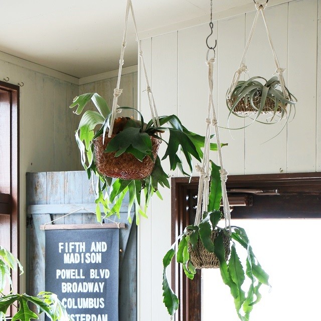 100均のバスケットとロープを使って、簡単プラントハンガーを作ろう