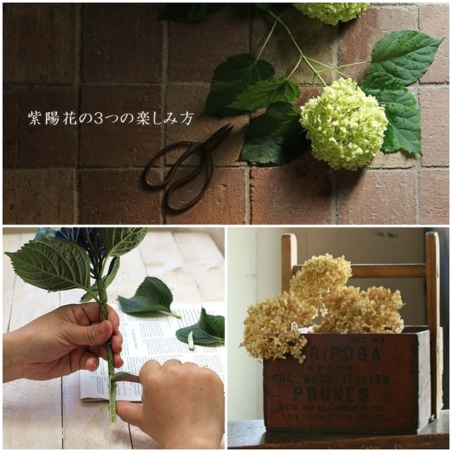 【紫陽花の３つの楽しみ方】 水揚げから増やし方、ドライフラワーまで