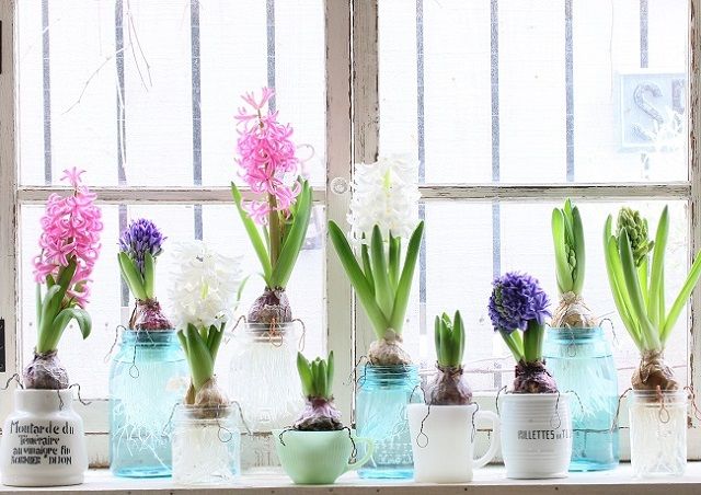 アンティークでヒヤシンスの水栽培、インテリアに合わせて楽しんでます♪