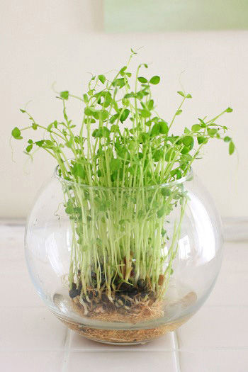 美味しくて楽しい！！豆苗