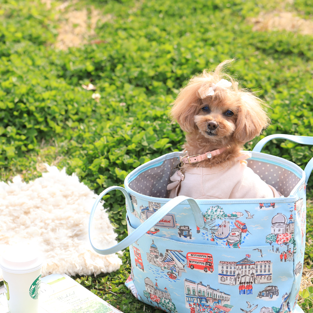 わんこのキャリーバッグにぴったり！ 便利な○○付きのバッグ