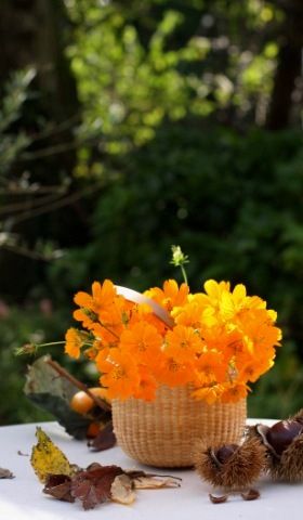 秋の花を楽しむ２　庭、オレンジ色に装う