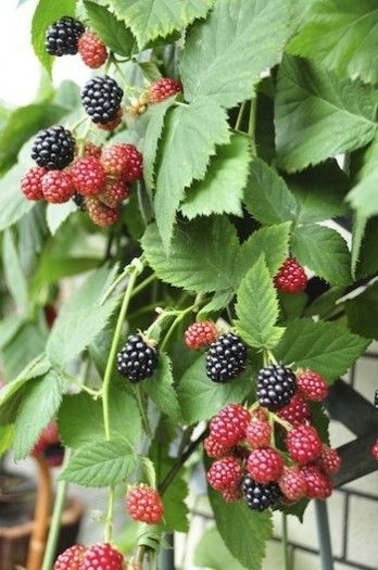 ベランダでも収穫できる！丈夫で育てやすいブラックベリー