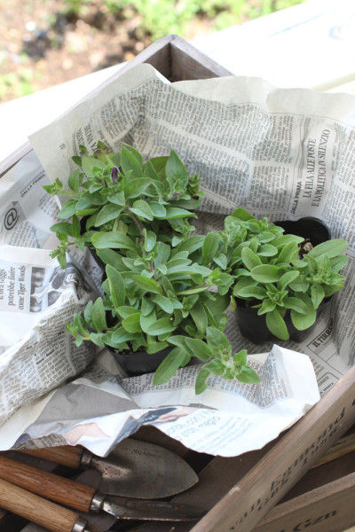 夏にはお花もりもりガーデン♪　挿し芽で花株を増やしませんか？