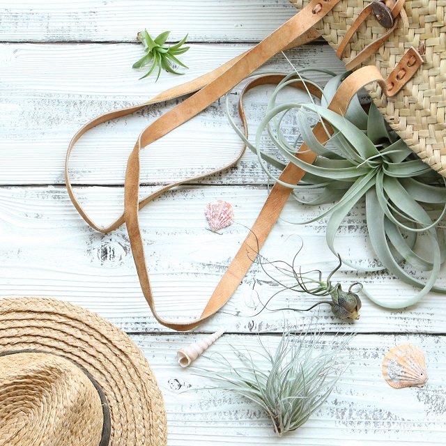 おしゃれなエアプランツ（チランジア）をゆる～く管理　簡単な育て方と水やりの仕方