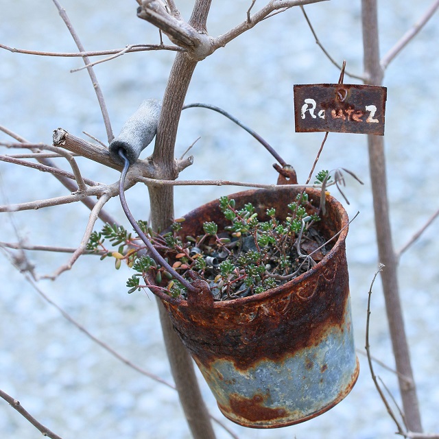 春を待つ多肉植物のジャンクガーデン～冬越しのポイント