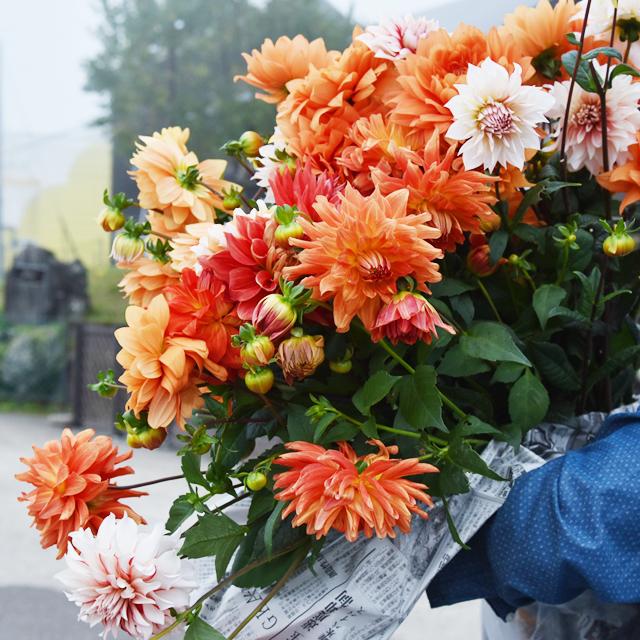 【長野県・黒姫高原ダリア園】フローリストオススメのダリア園 前編　花摘み