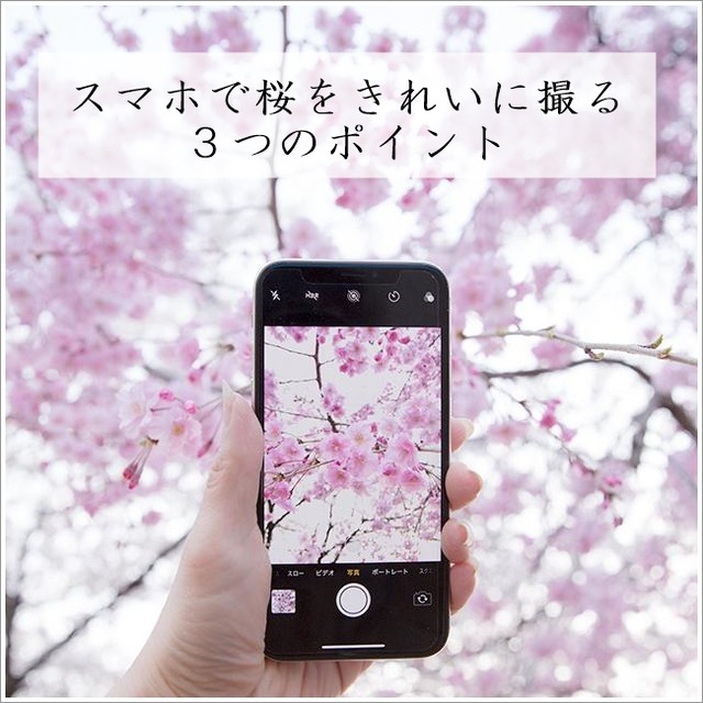 スマホで桜をきれいに撮る３つのポイント