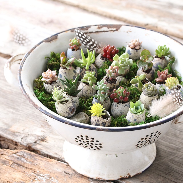 うずら卵に多肉植物の赤ちゃんを植えてかわいいイースターエッグを作ろう♪