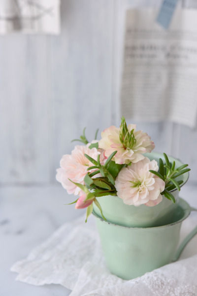 新メンバー登場♪　夏のおすすめアイテム　～　「ナチュラルな暮らしのヒント」から