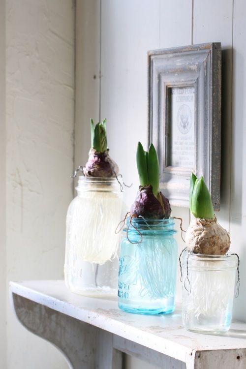 ヴィンテージのメイソンジャーで　ヒヤシンスの水栽培してみませんか？