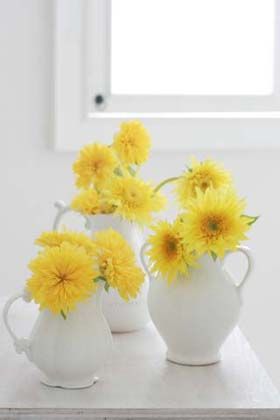 八重咲き向日葵を楽しむ