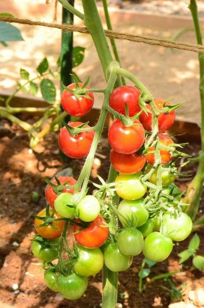 「夏こそトマト！」　美味しい簡単レシピ♪