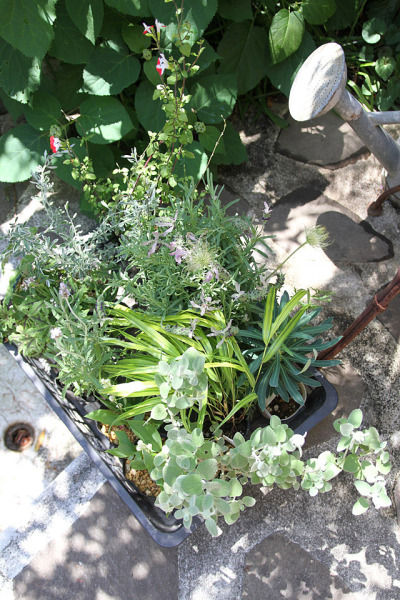 ガーデニング初心者の楽しくなる庭生活！ 2年目の「BROCANTE」な庭