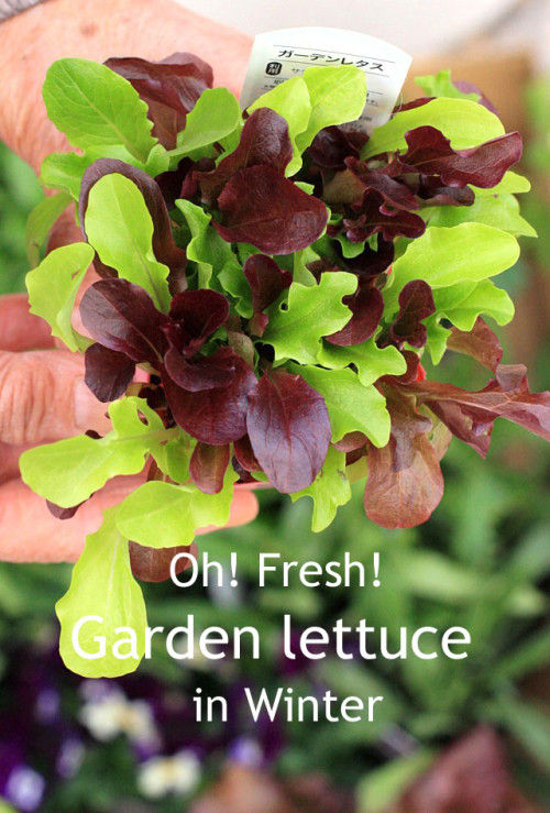 冬の家庭菜園～見た目もきれいなガーデンレタスを植えよう！