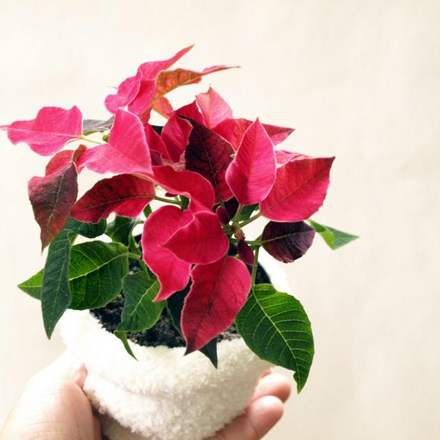 じつは寒さに弱い!? ポインセチアの冬の育て方