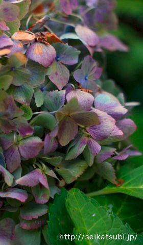 秋色紫陽花を楽しむ