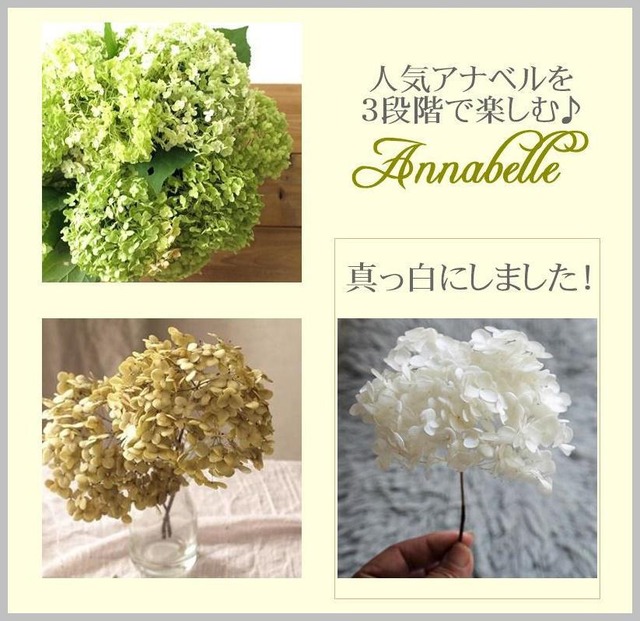 紫陽花のドライフラワーを真っ白くする方法