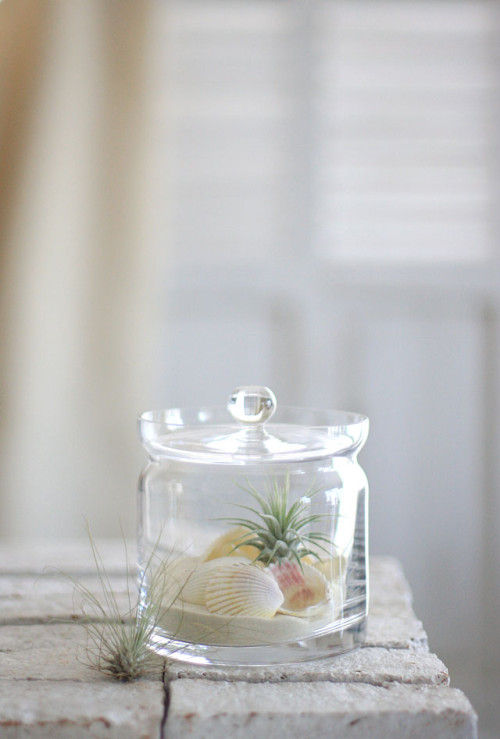 エアープランツをパウダーサンド＆貝がらで夏らしくアレンジ