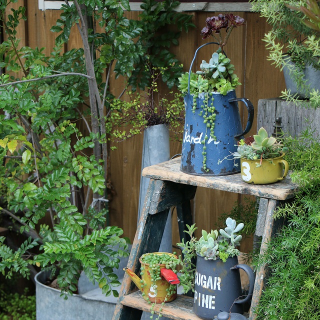 リメ缶・リメイク鉢に多肉植物を植えて、ジャンクガーデンを楽しもう♪