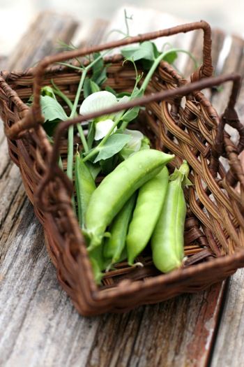 冬に植えた絹さや、収穫です！