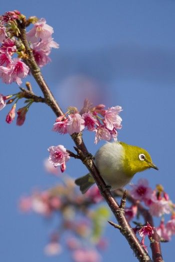 沖縄より春便り～日本一の早咲きカンヒザクラ