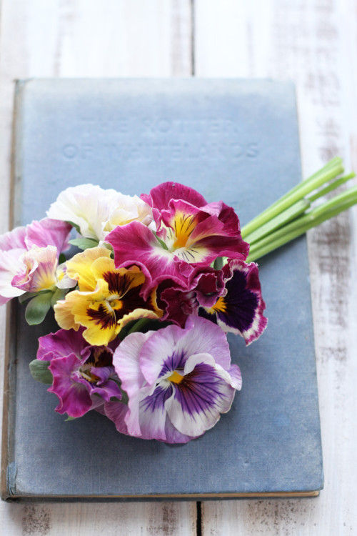 フラワーバレンタイン！思いを届けるパンジー