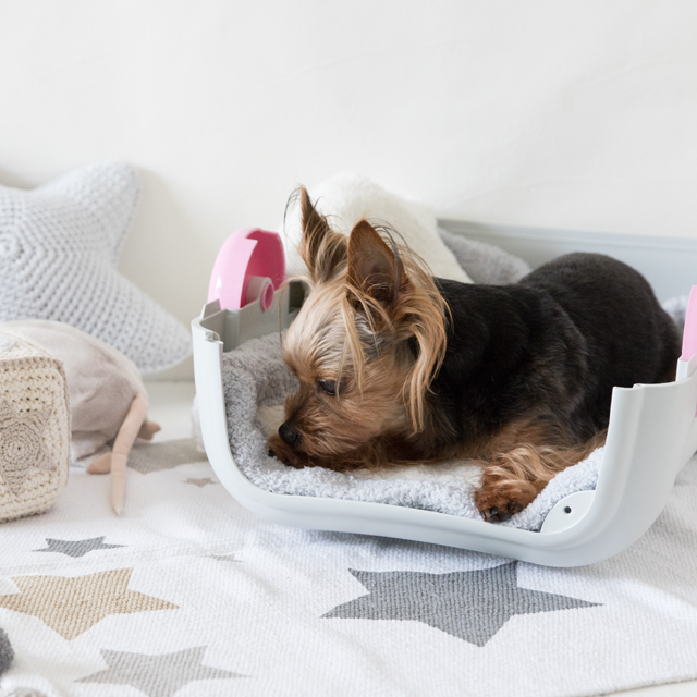 愛犬とのドライブ。苦手な“クレート”がワンコもママも好きになる3つのコツ