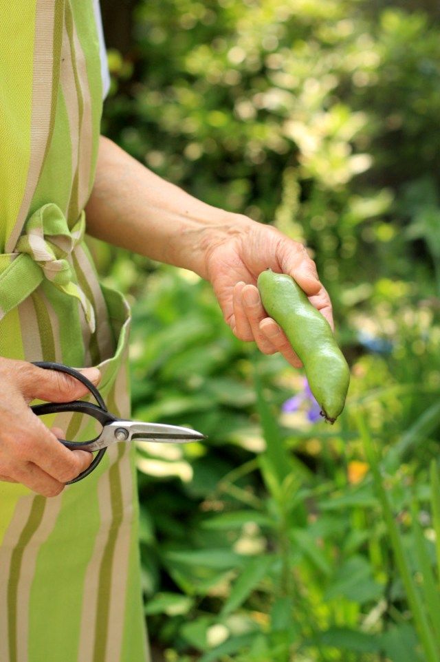 家庭菜園より～ぷっくりそら豆、収穫できました