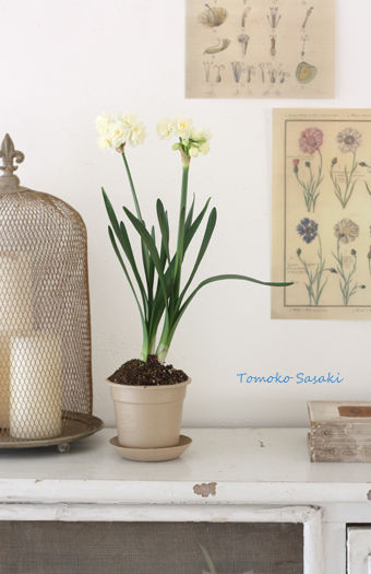 126円から楽しむエコポットで春気分