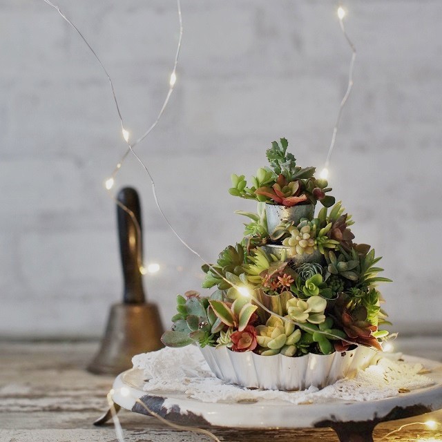 100均のお菓子の型で作る、多肉植物の小さなクリスマスケーキ