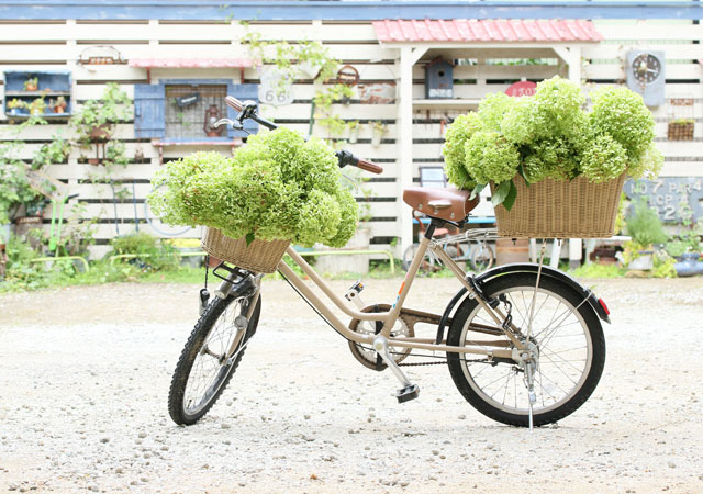 紫陽花アナベルをお庭で育てて、ドライをいっぱい作ってみませんか？　後編