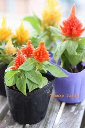 **ハロウィン特集**　11月もOKハロウイン風アイテム