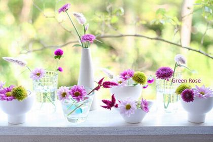 **菊の節句特集**　美肌？！と長寿に「きせわた」