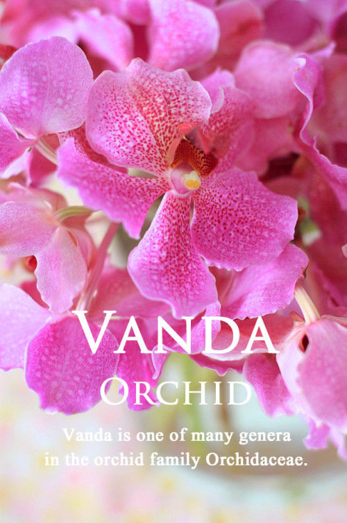 ラン・バンダ～艶やかに、華やかに、アラビア・チックに～