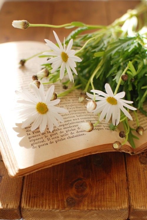 頑張れ受験生！　落ちない花・マーガレットで応援します