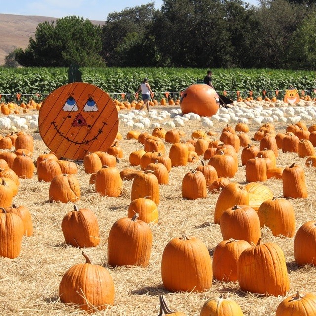 本場アメリカのハロウィン ～パンプキンパッチに行ってきました～