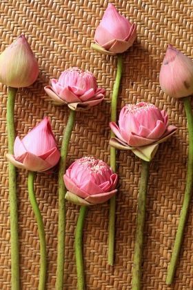 夏を彩る蓮の鉢植え